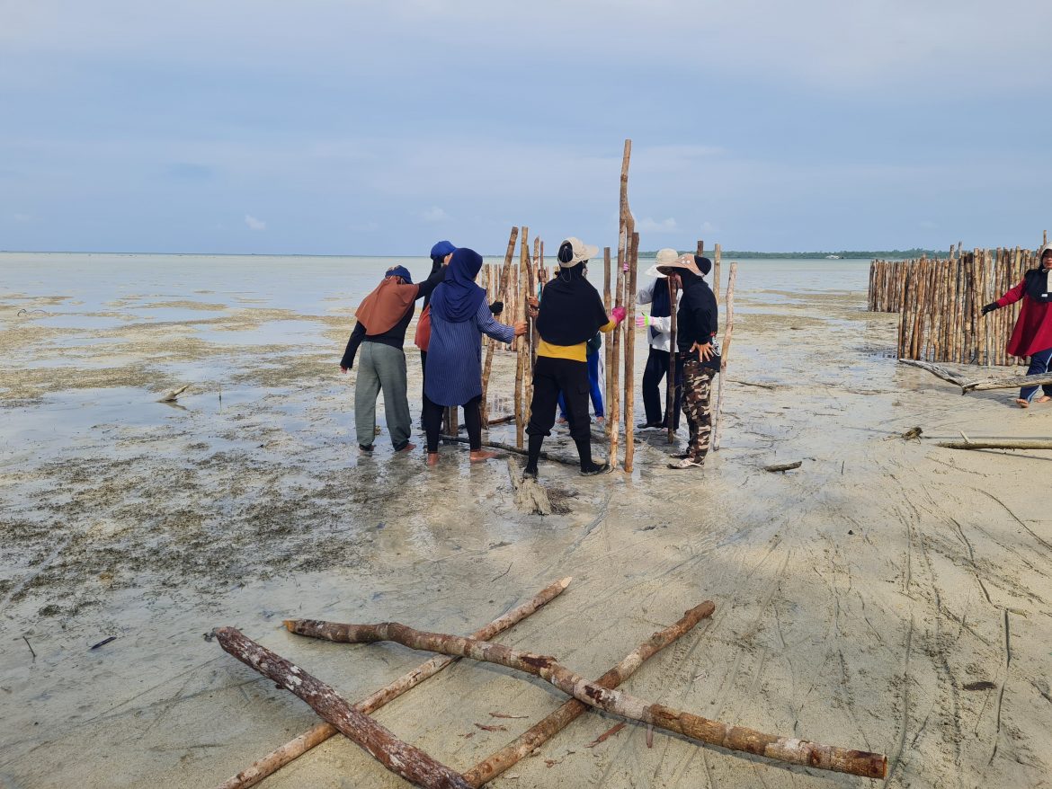 50.000 Bibit Mangrove Siap Tanam di Pantai Lanud RSA: Benteng Alami dari Gempuran Ombak